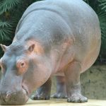 जू में मेल Hippopotamus निकला एक फीमेल, 7 साल बाद सामने आई सच्चाई