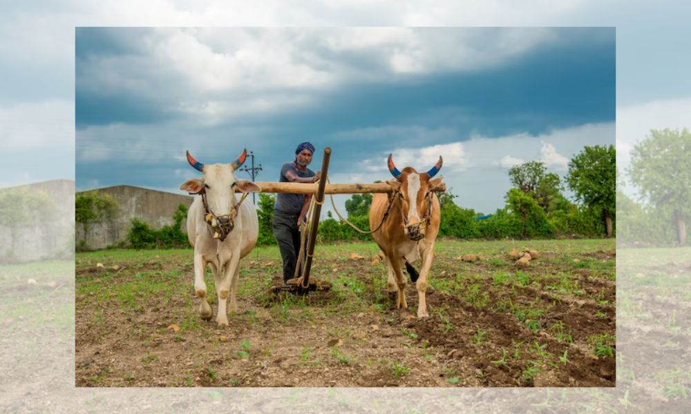 Farmers love their bulls