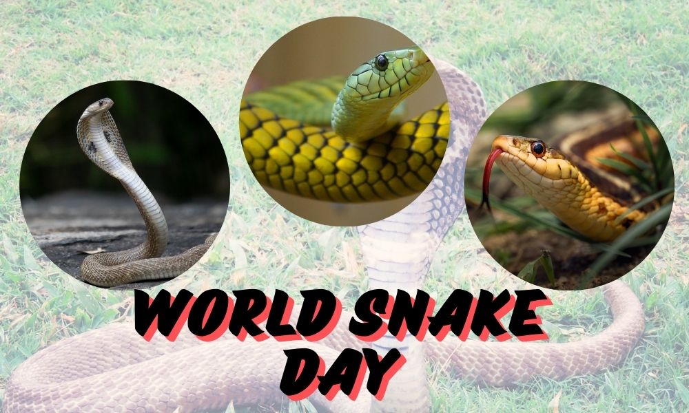 World Snake Day