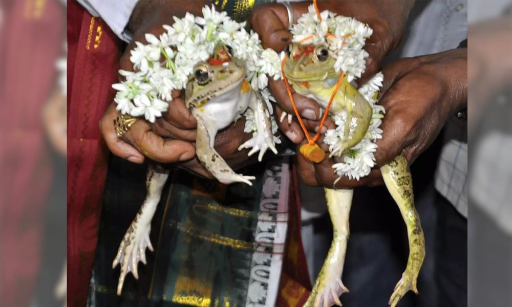 wedding of frogs