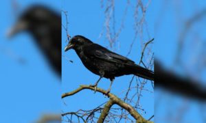 violent crows in Kenya