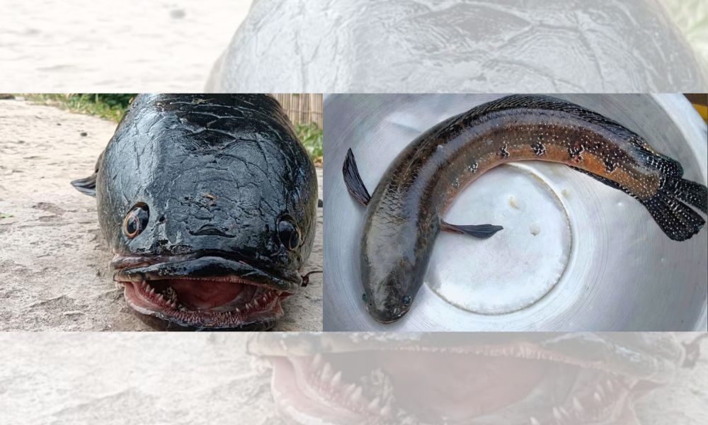 Snakehead Fish