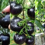 Black Tomatoes