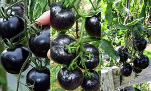 Black Tomatoes