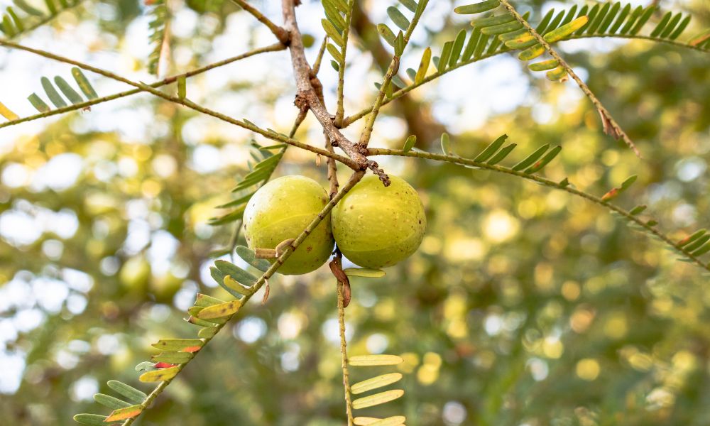 Benefits Of Amla