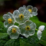 Diphylleia grayi