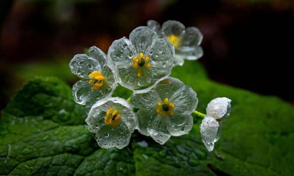 Diphylleia grayi